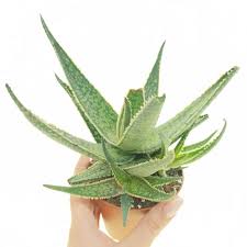 Image result for Aloe zebrina
