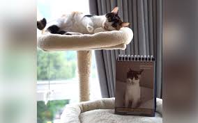 Koleksi gambar anak kucing yang comel gosip artis indonesia: Koleksi 258 Kucing Yang Diselamatkan Dalam Buku Penuh Inspirasi Free Malaysia Today Fmt