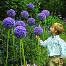 Giant Purple Sensation Allium Hundreds Of Tiny Violet Purple Flowers That Form A Perfectly Rounded Ball On Flower Catalogs Blueberry Flowers Allium Flowers