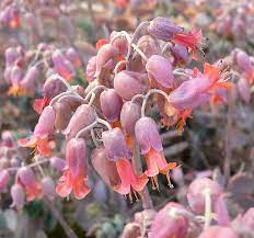 Kalanchoe Fedtschenkoi Succulent Houseplants With Bell Shaped Flowers Http Www Houseplant411 Com Askjudy Housep Plants Ornamental Plants Evergreen Plants