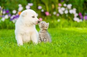 You love your new puppy, but your cat may not. Introducing A Puppy To A Cat Argos Pet Insurance