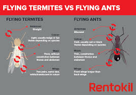 Both of these questions depend on the species of termites you are talking about. How To Identify Termites What Do Termites Look Like