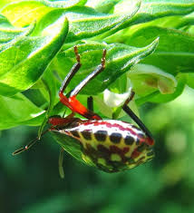 Image result for Justicia striata