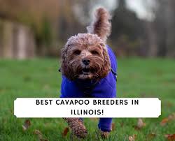 (plus il sales tax is 7.25%), which includes microchipping and current vaccinations. 4 Best Cavapoo Breeders In Illinois 2021 We Love Doodles
