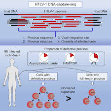 Image result for HTLV1