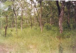 Image result for Isoberlinia