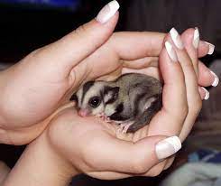 Sugar Gliders Are Marsupials Native To Indonesia And Australia And Derive Their Name From The Ability To Glide Almo Sugar Glider Baby Animals Sugar Glider Baby