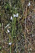 Image result for Utricularia baoulensis