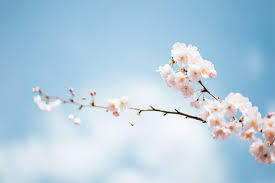 Spring flowers desktop wallpapers free. Beautiful Free Spring Wallpapers And Desktop Backgrounds