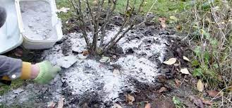 Improve Your Soil Using Wood Ash