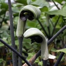 Image result for Arisaema