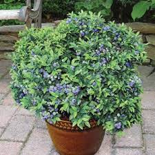 Pin On Garden Design And Ideas