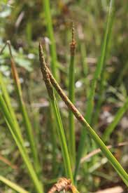 Image result for Eleocharis acutangula