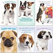 A card and gift company owned by me and my two brothers, gavin & nathan. Amazon Com Prime Greetings 6 Pack Funny Dog Birthday Cards Assortment Dog Birthday Cards Box Set Set Of Birthday Cards Bulk Office Products