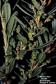 Image result for Myricaceae