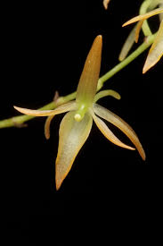 Image result for Rhipidoglossum