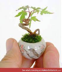 Look At This Tiny Maple Bonsai Look At It Funsubstance Plants Bonsai Tree Bonsai