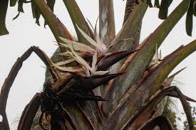 Image result for Strelitzia caudata