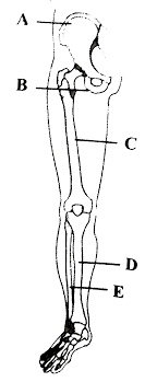 Muscle deep to the gluteus maximus on the lateral surface of the thigh that laterally. The Figure Is Showing Part Of Right Pelvic Girdle And Lower Limb Nones Identify The Parts Labelled As A To E And Select The Correct Option Img Src Https D10lpgp6xz60nq Cloudfront Net Physics Images Ncert Fing Bio Obj Xi Lam C20 E01 081 Q01 Png