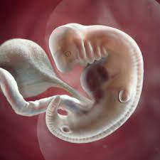 Five month old baby's development, what your five month old should be doing, produced by simply parenting and pediatrician dr. 6 Weeks Pregnant Symptoms Belly More Babycenter