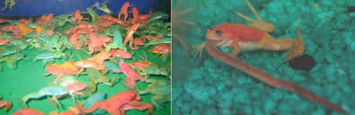 Tadpoles die from natural causes, injuries, contaminated food, contaminated water and other reasons. Raising Tadpoles Day 59 The Dark Side Of The Rainbow Steemkr