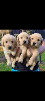 Beautiful golden retrievers from a breeder who truly cares! Hominy Branch Akc Golden Retrievers Home Facebook