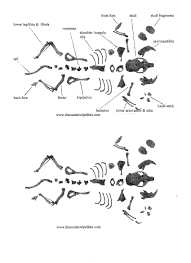 Owl Pellet Dissection Bone Chart Bedowntowndaytona Com
