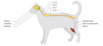 Image result for Neurologic Lesion Localization