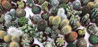 Depending on which type of cactus you choose for your garden or home, some can develop stunning flowers. 7 Tips To Keep Your Small Succulents And Cacti Alive And Thriving