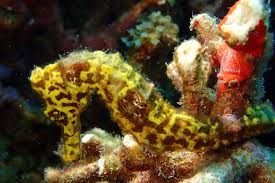 During diving and snorkeling you can meet seahorses, sea snackes, sea urchin, electric rays and reef squids. Goadventure Champagne Reef Snorkeling Tour At Champagne Beach In Dominica