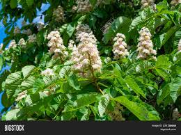 My horse chestnut tree has never flowered or gotten chestnuts on it. Foliage Flowers Image Photo Free Trial Bigstock