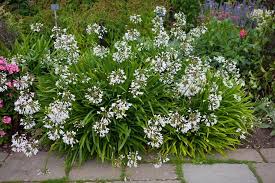 Image result for Agapanthus campanulatus