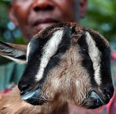 Die umwelt schon selbst dafür das nur gesunde tiere überleben u. Mutation Zweikopfige Tiere Sind Keine Monster Welt