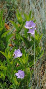 Image result for Ruellia praetermissa
