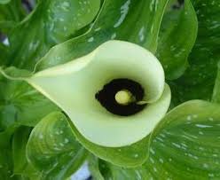Die Calla Zantedeschia Sind Edle Blumen Die Man Aus Wurzelknollen Heranzieht Pflege Voraussetzung Fur Gutes Gelingen Bei Der Calla Zantedeschien Pflanzen