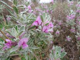 Image result for Podalyria