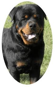 When you are looking for a puppy on sale, look no further than puppies 'n dogs. Haberman Rottweiler