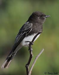 Birds Of The Southwest United States Mobile Uploads The World Of Birds Facebook Beautiful Birds Bird Photo Backyard Birds