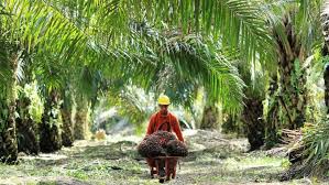 Alasan didirikan smk kelapa sawit muba maju berjaya karena komoditi utama perkebunan di kabupaten muba adalah kelapa sawit. Pekebun Mahu Kerajaan Atasi Masalah Dalam Industi Sawit Sebelum Cadang Tanaman Alternatif