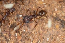 Image result for Aframomum wuerthii