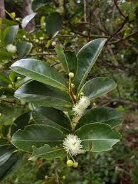 Image result for Aphloia theiformis