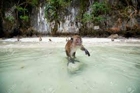 Check spelling or type a new query. Monkey Waiting For Food In Monkey Beach Phi Phi Islands Thailand Stock Photo Picture And Royalty Free Image Image 71836341