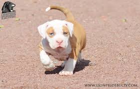 This incredible breed is booming. Horus Chiot Puppy Puppies American Bully Xl Xxl Bully Pitbull A Vendre For Sale France Belgique Kennel Ele Australian Shepherd American Bully Bully Breeds Dogs