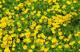 Caricato alle 14 luglio 2018. Fiori Gialli Tipo Margherite