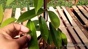 Dagingnya tebal dan lembut, aromanya wangi 3. Ciri Ciri Buah Anak Benih Pokok Durian Duri Hitam Ochee D200 Youtube