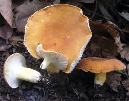 Image result for Marquesia macroura