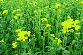 Sarso facebook fan sayfasıdır konser ve proje tekli̇fleri̇ni̇z i̇çi̇n kerem arslan :0537 870 6694. Sarso Flower Mustards Mustard Plant Family Green Background Nature Background Green Nature Wallpaper Green Backgrounds Nature Backgrounds