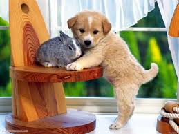Check spelling or type a new query. Funny Cute Animals Wallpapers Top Free Funny Cute Animals Backgrounds Wallpaperaccess