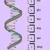 Three of the most common types of mutations are directions: 1