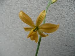 Image result for Anthericaceae